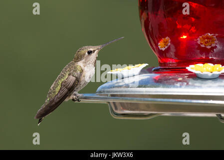 Donna Anna (Hummingbird Calypte anna) arroccato su un cortile hummingbird alimentatore. Foto Stock