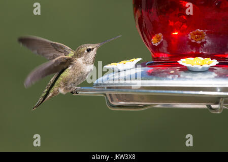 Donna Anna (Hummingbird Calypte anna) arroccato su un cortile hummingbird alimentatore. Foto Stock