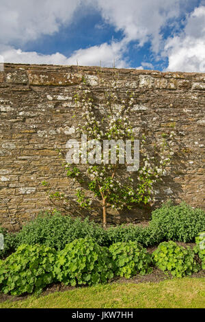 Albero di mele coltivate come una spalliera contro alto muro di mattoni nel giardino inglese Foto Stock