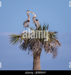 Questi i grandi aironi blu attraversando le fatture sono state costruendo un nido sulla cima di un albero di palma nel Viera Zone umide in Florida, Stati Uniti d'America. Foto Stock