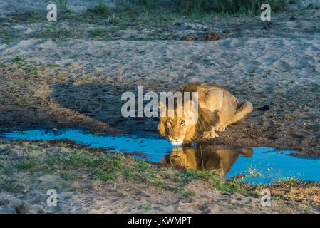 Leone africano a MalaMala Game Reserve Foto Stock