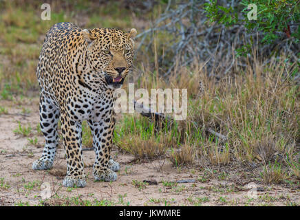 Leopard in sabbia Sabi Game Reserve in Sud Africa Foto Stock