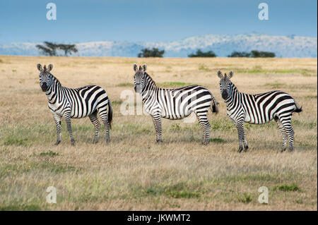 Zebra, Equus burchellii, su le pianure del Serengeti in Tanzania. Foto Stock