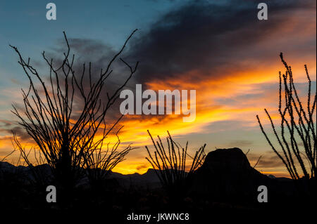 Sunrise nel Parco nazionale di Big Bend Foto Stock