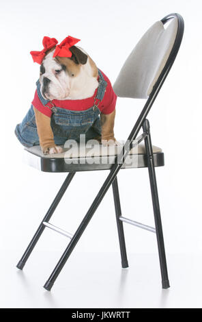 Bulldog cucciolo indossando tute da lavoro seduto su una sedia su sfondo bianco Foto Stock