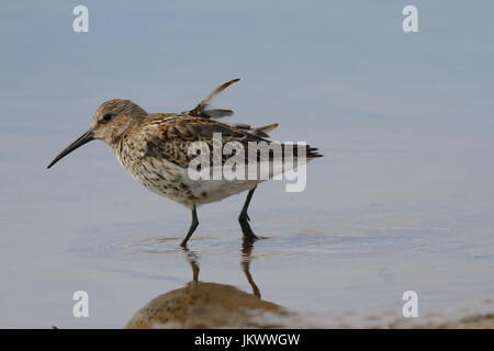 Dunlin (Calidris alpina), una di medie dimensioni sandpiper e shorebird alla ricerca di cibo mentre in piedi in acqua Foto Stock