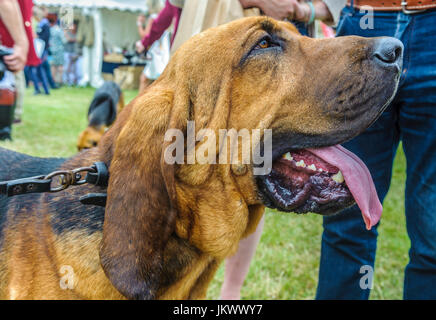Ritratto di un cane Bloodhound Foto Stock