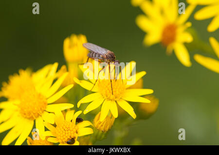 La danza di volare. (Empis livida ). Foto Stock