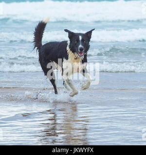 Border Collie in mare Foto Stock