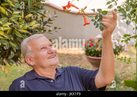 Ritratto di sorridere uomo vecchio con una pelle morbida avendo cura di bignonia campsis fiore nel giardino di casa Foto Stock