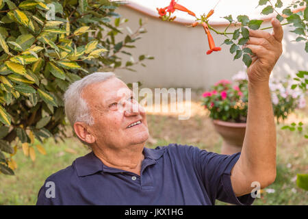 Ritratto di sorridere uomo vecchio avendo cura di bignonia campsis fiore nel giardino di casa Foto Stock