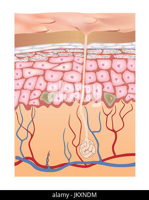 La pelle umana struttura. 3d anatomia dell'epidermide. Illustrazione di vettore isolato su sfondo bianco. Foto Stock