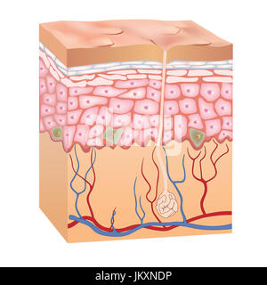 La pelle umana struttura. 3d anatomia dell'epidermide. Illustrazione di vettore isolato su sfondo bianco. Foto Stock