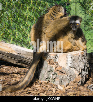 Rosso fiammante lemure lo Zoo di Calgary Foto Stock