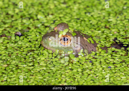 American bullfrog (Lithobates catesbeianus o Rana catesbeiana) guardando attraverso lenti d'acqua in un lago, sporgenze del parco statale, Iowa, USA. Foto Stock