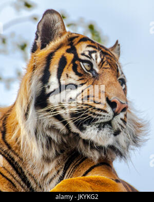 Seduta anteriore in basso vista di un Royal tigre del Bengala (panthera tigris) Foto Stock