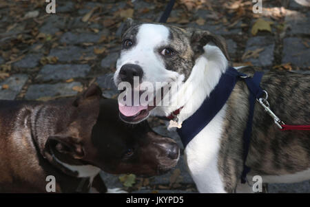 Un boxer mix e pit bull mix salutare ogni altro su ciottoli e caduta foglie Foto Stock