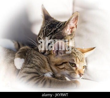 Gattini abbracciando e riproduzione Foto Stock