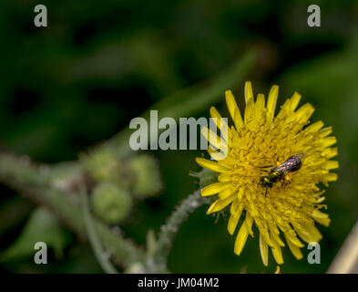 Sudore Agapostemon bee impollinare un fiore giallo Foto Stock