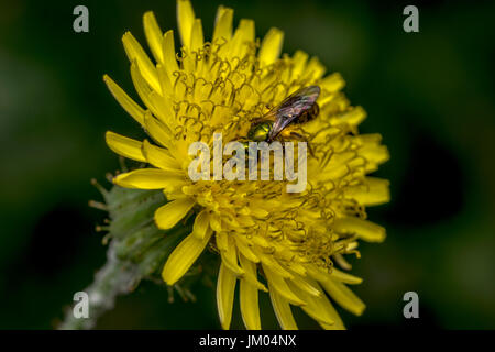 Sudore Agapostemon bee impollinare un fiore giallo Foto Stock