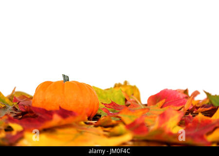 Diverse varietà di zucca giacciono su foglie colorate Foto Stock