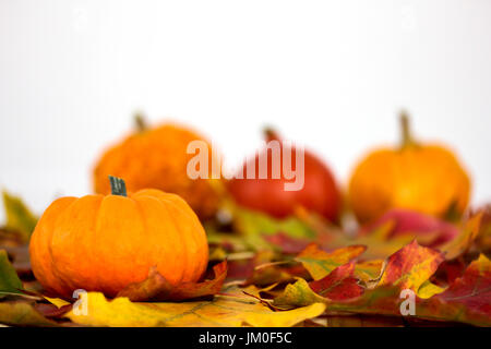 Diverse varietà di zucca giacciono su foglie colorate Foto Stock