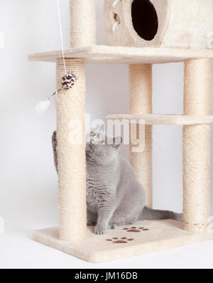 Un grigio shorthaired britannica cat giocando con una scalfittura tree Foto Stock