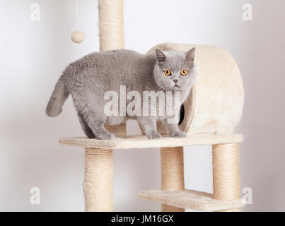 Un britannico grigio a pelo corto gatto guardando la telecamera Foto Stock