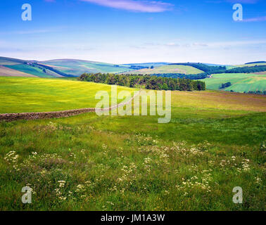 Un estate vista del paesaggio vicino a Lauder in Scottish Borders, Regno Unito Foto Stock