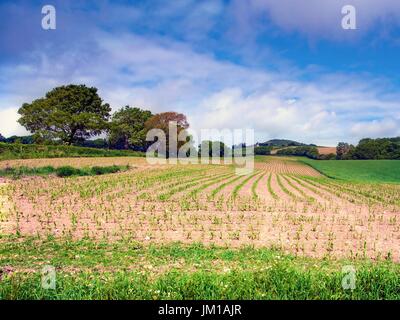 Una vista estiva di un campo arato in Wirral, Inghilterra Foto Stock