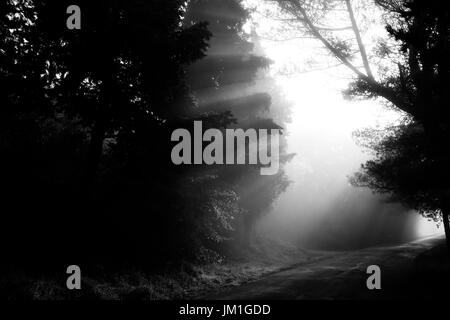 Potenti raggi di sole taglio attraverso la nebbia su una strada in mezzo di alcuni alberi nelle ombre Foto Stock