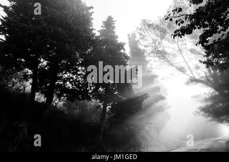 Potenti raggi di sole taglio attraverso la nebbia su una strada in mezzo di alcuni alberi nelle ombre Foto Stock