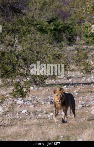 Maschio singolo Lion camminando attraverso la savana nel Parco Nazionale Etosha, Namibia Foto Stock