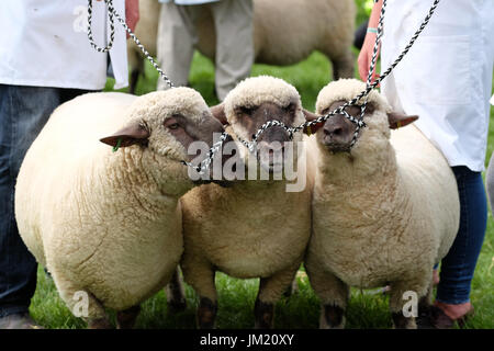 Royal Welsh Show, Builth Wells, Powys, Galles - Luglio 2017 - un trio di Dorset giù pecore in fiera arena il secondo giorno di questo anni Royal Welsh Show - il Royal Welsh è più grande deuropa spettacolo agricolo. Credito: Steven Maggio/Alamy Live News Foto Stock