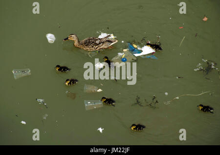 Londra, Regno Unito. Xxv Luglio, 2017. Una femmina di Mallard duck con le ochette battaglie attraverso rifiuti galleggianti a bassa marea sul Tamigi. Credito: JOHNNY ARMSTEAD/Alamy Live News Foto Stock