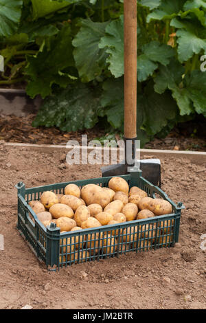 La raccolta di patate. Patate fresche in scatola di plastica con capocorda all'aperto nella stagione estiva. Giovani freschi di patate. Foto Stock
