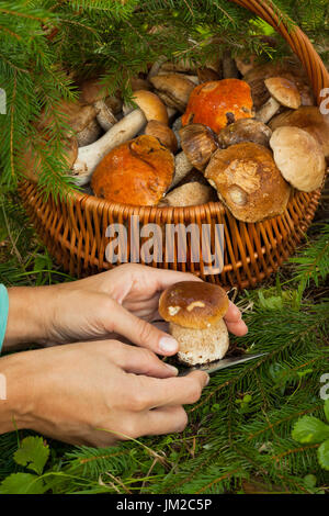 La raccolta di funghi. Mani femminili tagliare Carni commestibili di funghi giovani Boletus Edulis coltello da caccia vicino al cesto di vimini con i funghi commestibili in foresta, vicino Foto Stock