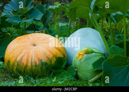 Tre fresche biologiche zucche su erba verde in un orto. Grandi e Piccole zucche. Organe, di colore bianco e Verde zucca. Foto Stock