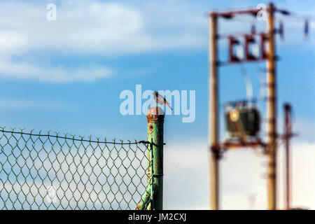 Rosso nero maschio Phoenicurus ochruros Small Bird Perching Wire Fence Songbird Perched Rural Industrial Scene Wildlife Animal Repubblica Ceca Europa Foto Stock