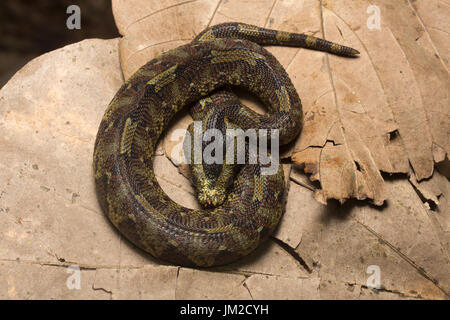 Rhinoceros viper, Bitis nasicornis Foto Stock