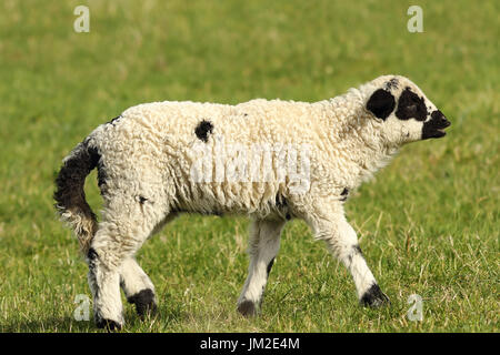 Agnello bianco camminando sul prato verde vicino al podere Foto Stock