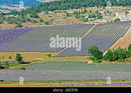 Campi di lavanda, Provenza, Francia meridionale / (Lavendula angustifolia) | Lavendelfelder, Provenza, Suedfrankreich Foto Stock