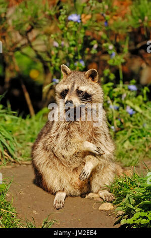 Procione, Renania settentrionale-Vestfalia, Germania / (Procione lotor) | Waschbaer / (Procione lotor) / Waschbär Foto Stock