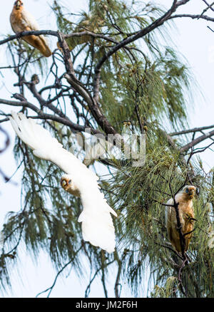 Goffin Cacatua in volo su Byron Bay, Nuovo Galles del Sud, Australia. Foto Stock