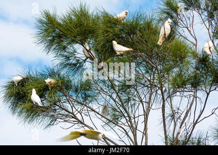 Gregge di Goffin Cacatua in alberi a Byron Bay, Nuovo Galles del Sud, Australia Foto Stock