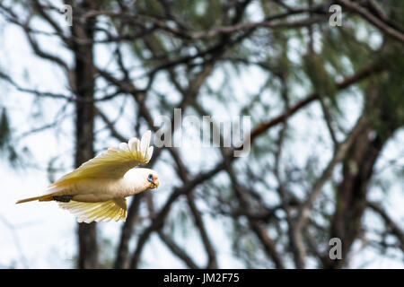 Goffin Cacatua in volo su Byron Bay, Nuovo Galles del Sud, Australia. Foto Stock