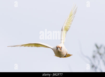 Goffin Cacatua in volo su Byron Bay, Nuovo Galles del Sud, Australia. Foto Stock