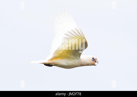 Goffin Cacatua in volo su Byron Bay, Nuovo Galles del Sud, Australia. Foto Stock