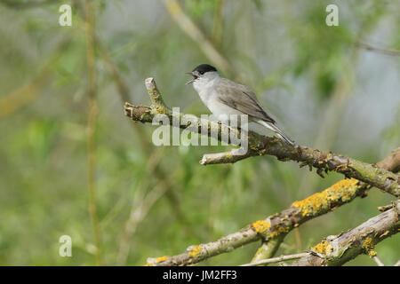 Un maschio di canto Capinera (Sylvia atricapilla) appollaiato in un albero. Foto Stock