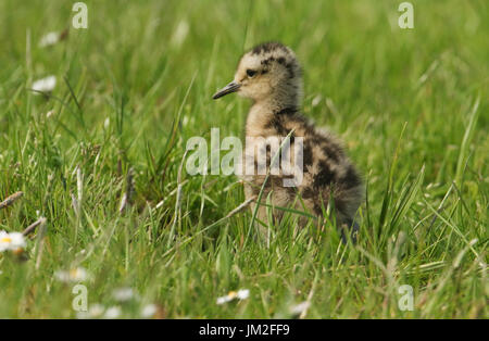 Un simpatico pulcino Curlew (Numenius arquata) a caccia di cibo in un campo erboso. Foto Stock